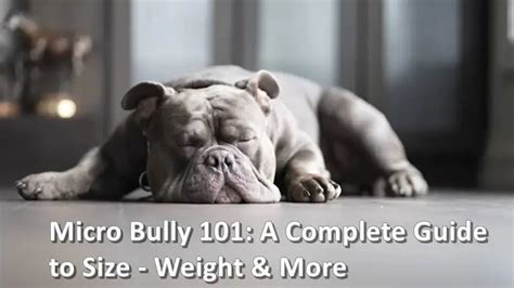 Micro Bully Dog: A Complete Guide to Size – Weight .